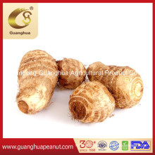 Export Standard Fresh Taro with Best Quality
